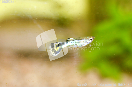 Image of Guppy   (Poecilia reticulata) 