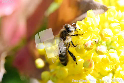Image of A bee visits a yellow flowering bloom	Eine Biene besucht eine gelbblühende Blüte 