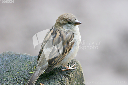 Image of Haussperling house sparrow  (Passer domesticus)  