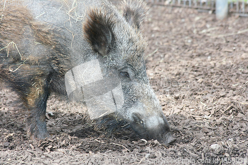 Image of Wildschwein  Wild boar   (Sus scrofa) 