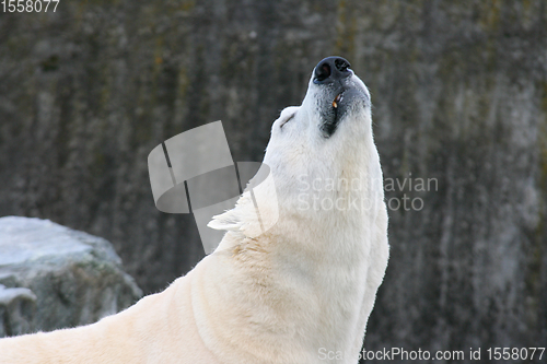 Image of Eisbär   polar bear   (ursus maritimus) 