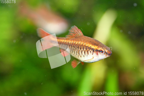 Image of Bitterlingsbarbe Cherry barb  (Puntius titteya)  