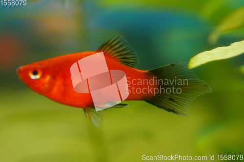 Image of  Platy  Spiegelkärpfling   (Xiphophorus maculatus) 