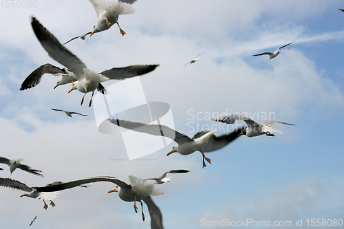 Image of Fliegende Silbermöwe  flying gull  (Larus argentatus) 