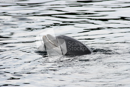 Image of Delphin   Dolphin    (Delphinidae) 
