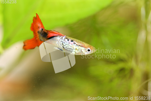 Image of Guppy   (Poecilia reticulata)