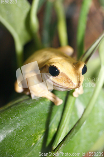 Image of kleiner Frosch   small frog 