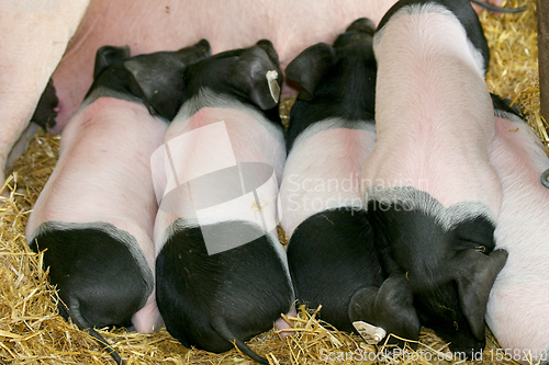 Image of Ferkel  piglets 