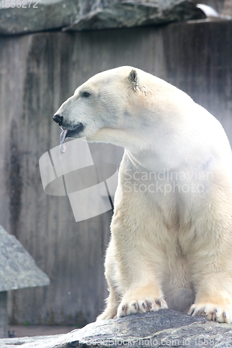 Image of Eisbär   polar bear   (ursus maritimus) 