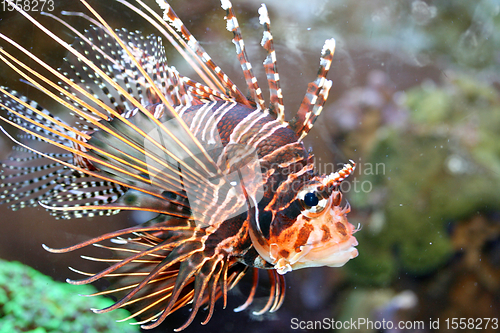 Image of Antennen-Feuerfisch  Antenna fire fish   (Pterois antennata) 