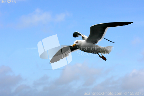 Image of Fliegende Silbermöwe  flying gull  (Larus argentatus) 
