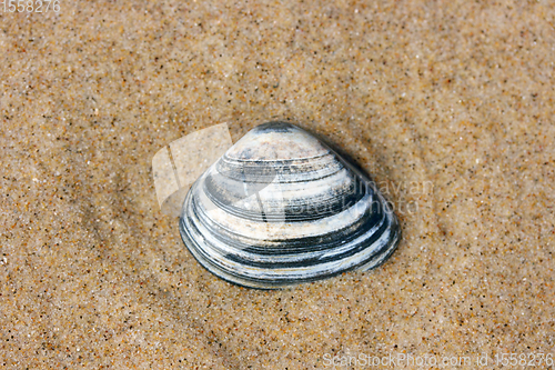 Image of Muschelschale  Seashell 