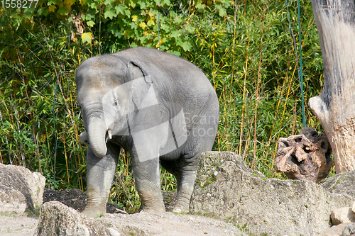 Image of Elefant  Elephant   (elephantidae) 