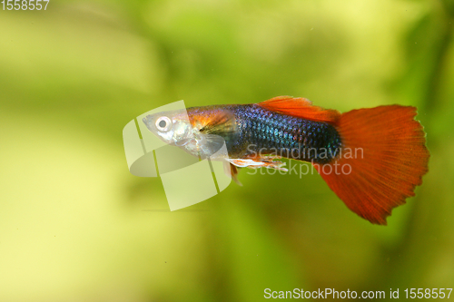 Image of Guppy   (Poecilia reticulata)
