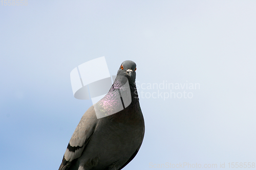 Image of Stadttaube  City pigeon   (Columba livia forma domestica) 