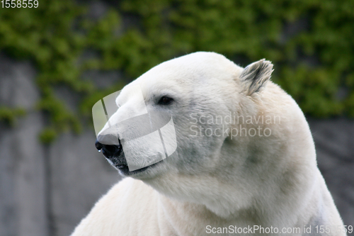 Image of Eisbär   polar bear   (ursus maritimus) 