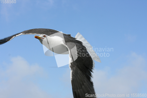 Image of Fliegende Silbermöwe  flying gull  (Larus argentatus) 