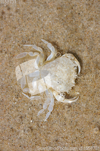 Image of Strandkrabbe  Beach crab   (Carcinus maenas) 