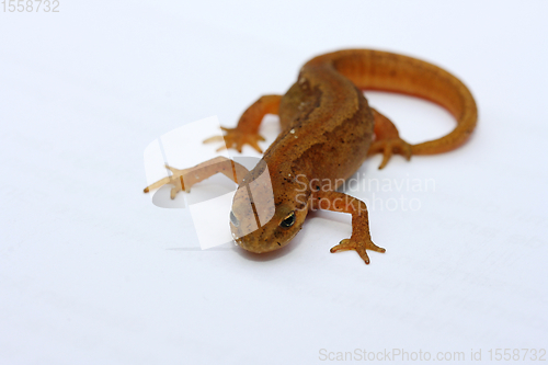 Image of Teichmolch   Newt   (Lissotriton vulgaris)  