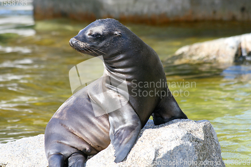 Image of Seehund   harbor seal  (Phoca vitulina) 