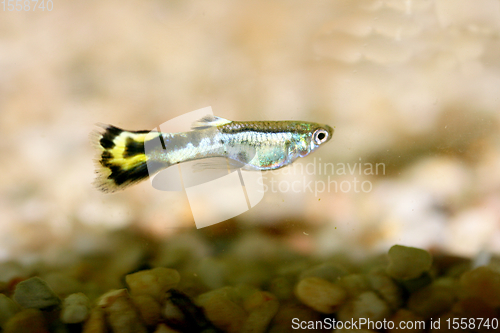 Image of Guppy   (Poecilia reticulata) 