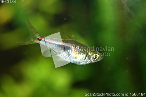 Image of Keilfleckbärbling Harlequin Rasbora  (Rasbora heteromorpha)  