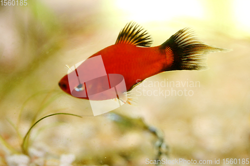 Image of  Platy  Spiegelkärpfling   (Xiphophorus maculatus) 