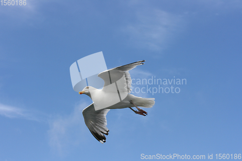 Image of Fliegende Silbermöwe  flying gull  (Larus argentatus) 