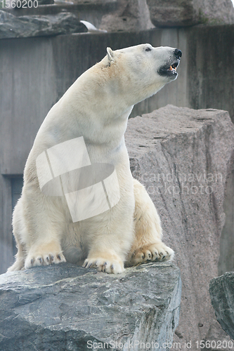 Image of Eisbär   polar bear   (ursus maritimus) 