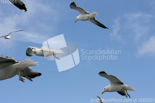 Image of Fliegende Silbermöwe  flying gull  (Larus argentatus) 
