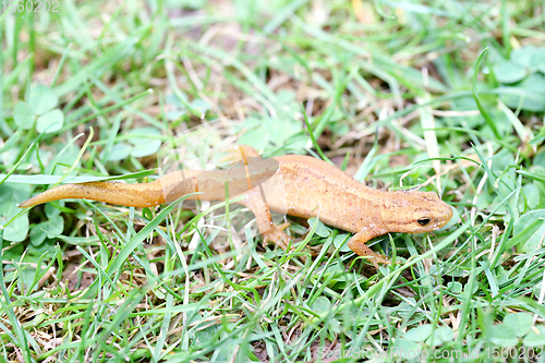 Image of Molch newt  (Triturus) 