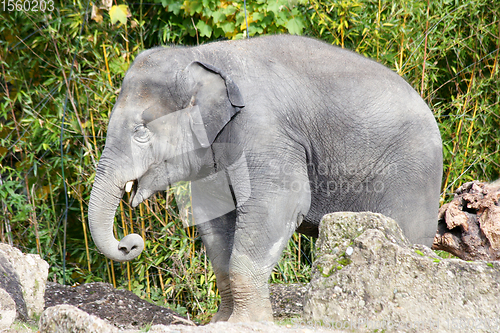 Image of Elefant  Elephant   (elephantidae) 