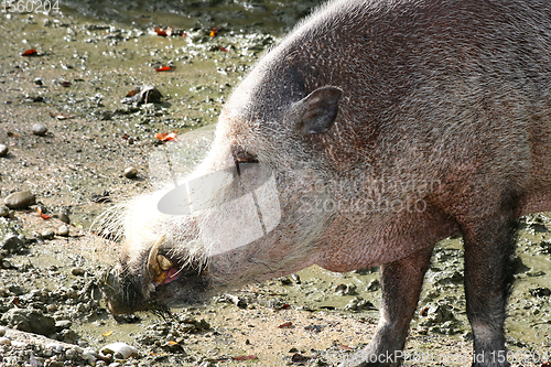 Image of Wildschwein  Wild boar   (Sus scrofa) 