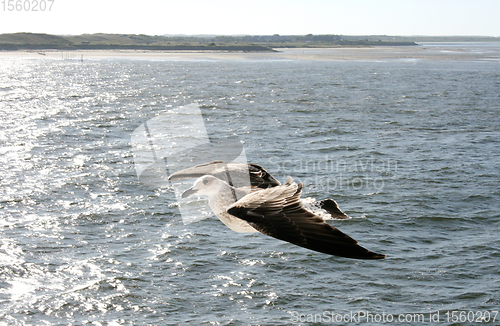 Image of Fliegende Silbermöwe  flying gull  (Larus argentatus) 