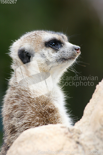 Image of Erdmännchen   Meerkat   (Suricata suricatta) 