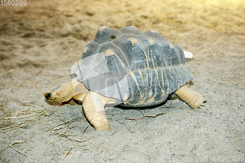 Image of Strahlenschildkröte  Radiated tortoise  (Astrochelys radiata) 