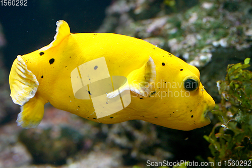 Image of Gelbbrauner Kofferfisch   yellow boxfish  (Ostracion cubicus) 