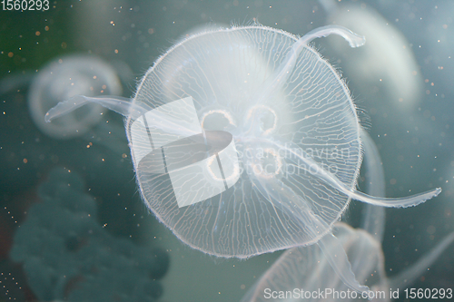 Image of Qualle  Jellyfish  (Cnidaria) 