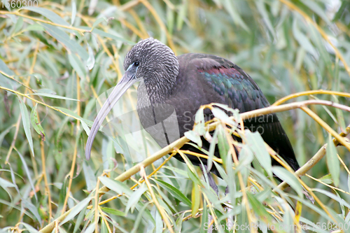 Image of Brauner Sichler   brown glossy ibis   (Plegadis falcinellus) 