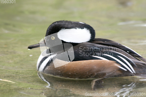 Image of Kappensäger   Hooded Merganser  (Lophodytes cucullatus)  