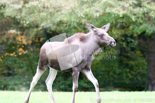 Image of Elch  moose    (Alces alces) 