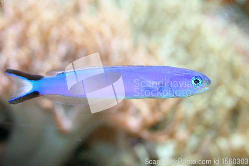 Image of blauer Fisch  blue fish 