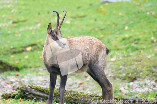 Image of Gämse    Chamois    (Rupicapra rupicapra)  