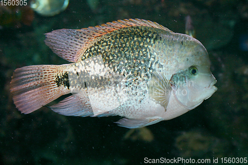 Image of Feuerkopfbuntbarsch fish  (Paratheraps synspilum) 
