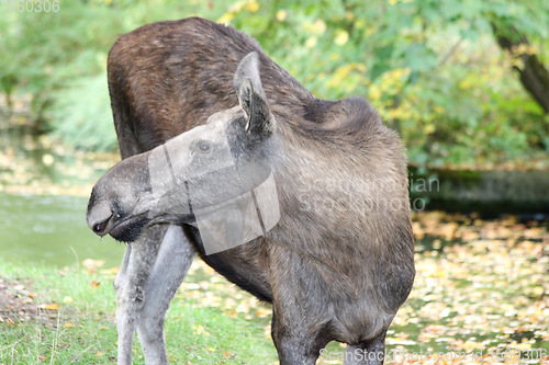 Image of Elch  moose    (Alces alces) 