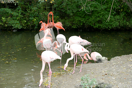 Image of Flamingo  flamingo  (Phoenicopterus ruber) 