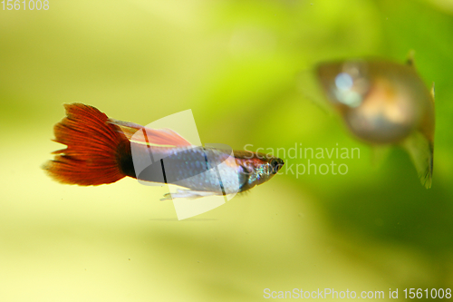 Image of Guppy   (Poecilia reticulata) 