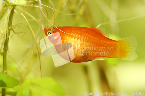 Image of  Platy  Spiegelkärpfling   (Xiphophorus maculatus) 