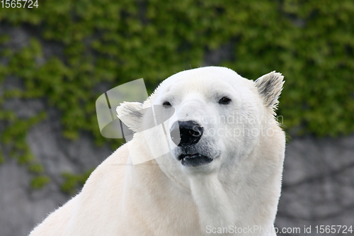 Image of Eisbär   polar bear   (ursus maritimus) 