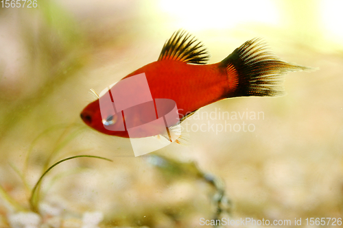 Image of  Platy  Spiegelkärpfling   (Xiphophorus maculatus) 